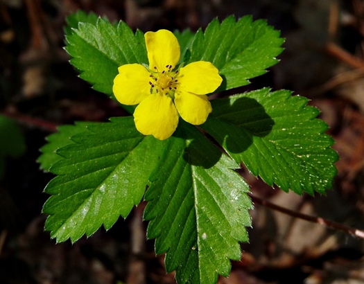 {Potentilla simplex}